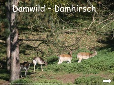 Damhirsch-Damwild-Präsentation.pdf